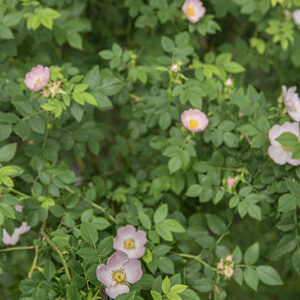 ROSA CANINA - ROSACEAE - 4321