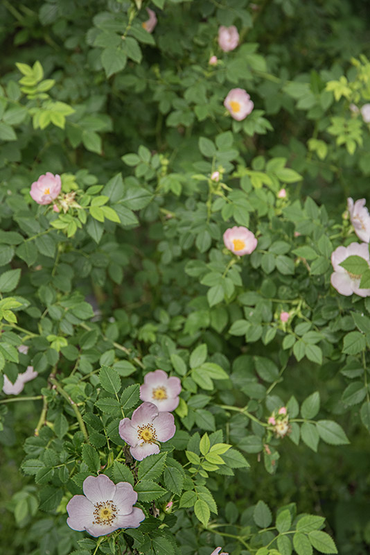 ROSA CANINA - ROSACEAE - 4321