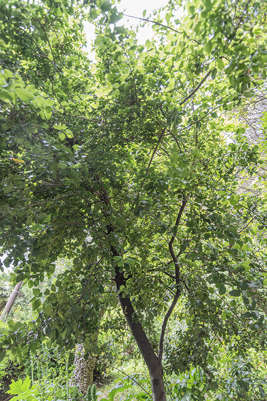 RHAMNUS ALATERNUS, l, RHAMNACEAE - 4427