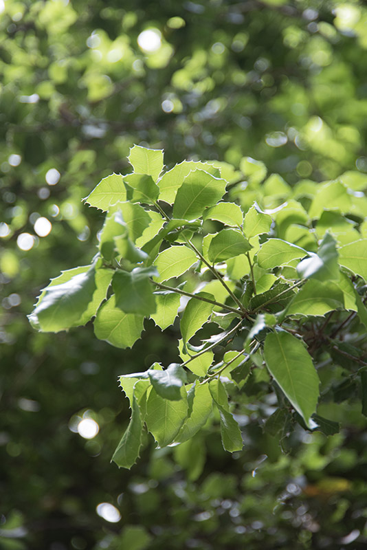 RHAMNUS ALATERNUS, l, RHAMNACEAE - 4428