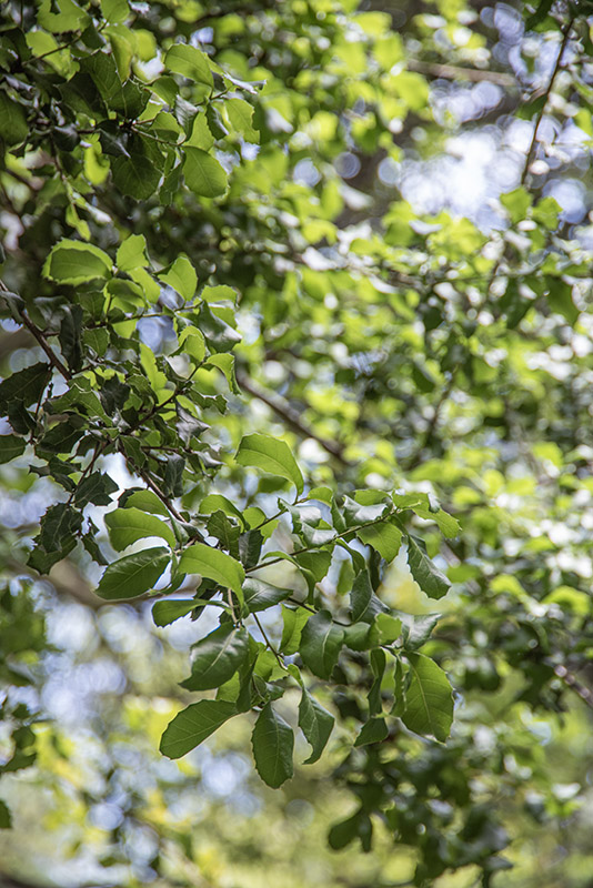 RHAMNUS ALATERNUS, l, RHAMNACEAE - 4429