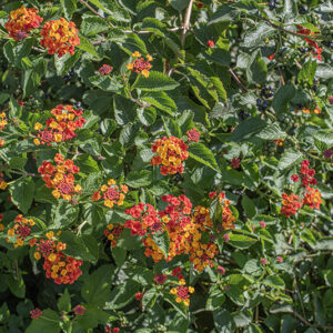 LANTANA SELLOWIANA, VERBENACEAE - 9578
