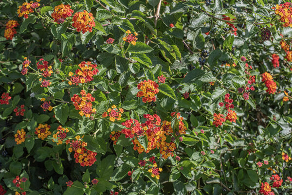 LANTANA SELLOWIANA, VERBENACEAE - 9578
