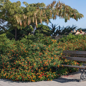 LANTANA SELLOWIANA - VERBENACEAE - 9577