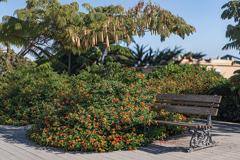 LANTANA SELLOWIANA - VERBENACEAE - 9577 - immagine 1