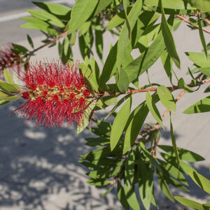 MELALEUCA VIMINALIS - MYRTACEAE - 9582