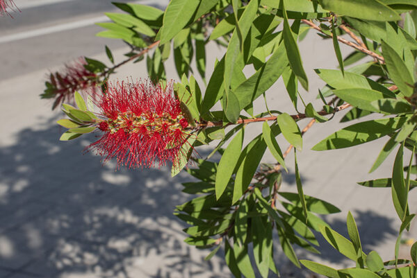 MELALEUCA VIMINALIS - MYRTACEAE - 9582