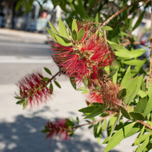 MELALEUCA VIMINALIS - MYRTACEAE - 9581
