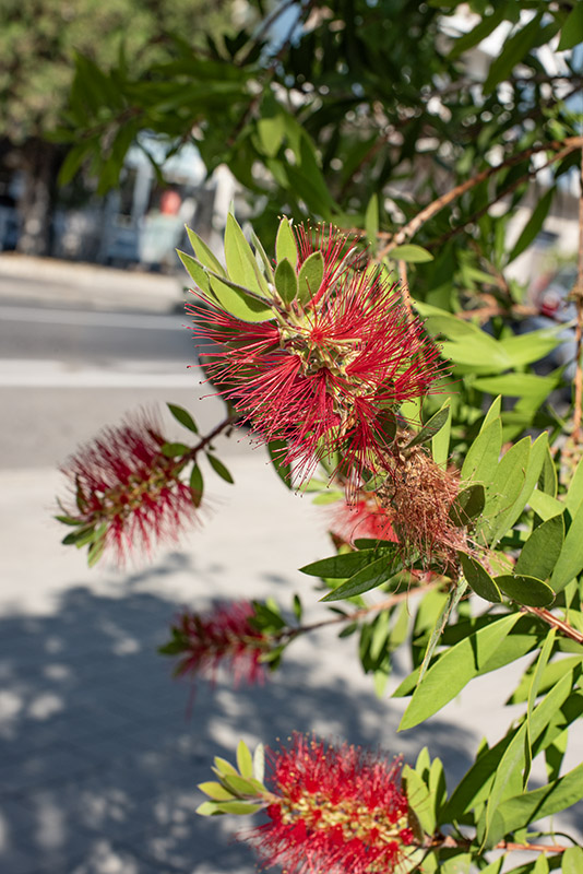 MELALEUCA VIMINALIS - MYRTACEAE - 9581