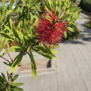 MELALEUCA VIMINALIS - MYRTACEAE - 9583