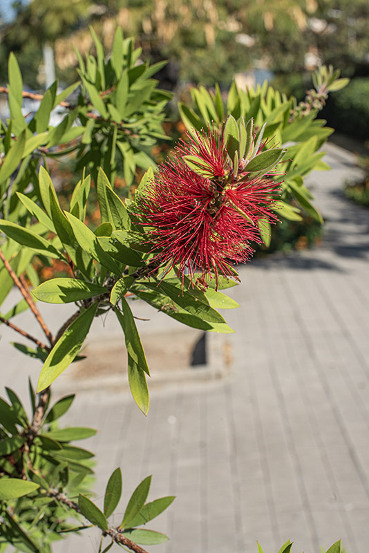 MELALEUCA VIMINALIS - MYRTACEAE - 9583