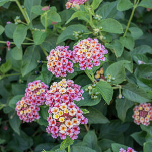 LANTANA CAMARA - VERBANACEAE - 9585