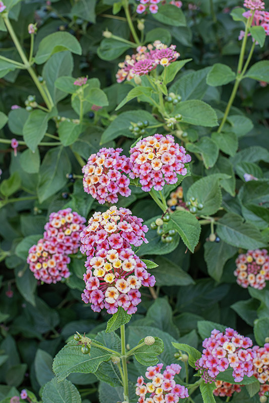 LANTANA CAMARA - VERBANACEAE - 9585