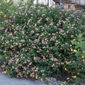 LANTANA CAMARA - VERBANACEAE - 9584