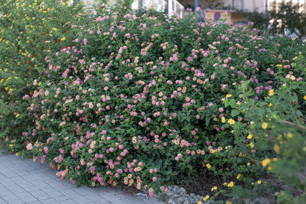 LANTANA CAMARA - VERBANACEAE - 9584