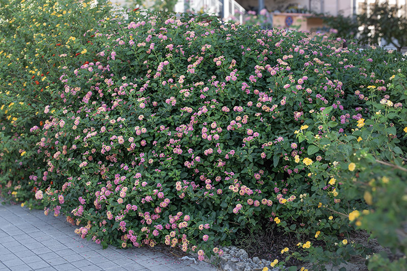 LANTANA CAMARA - VERBANACEAE - 9584 - immagine 1