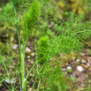 FOENICULUM VULGARE, FINOCCHIO SELVATICO, FENNEL, APIACEAE, MEDITERRANEO - 4464