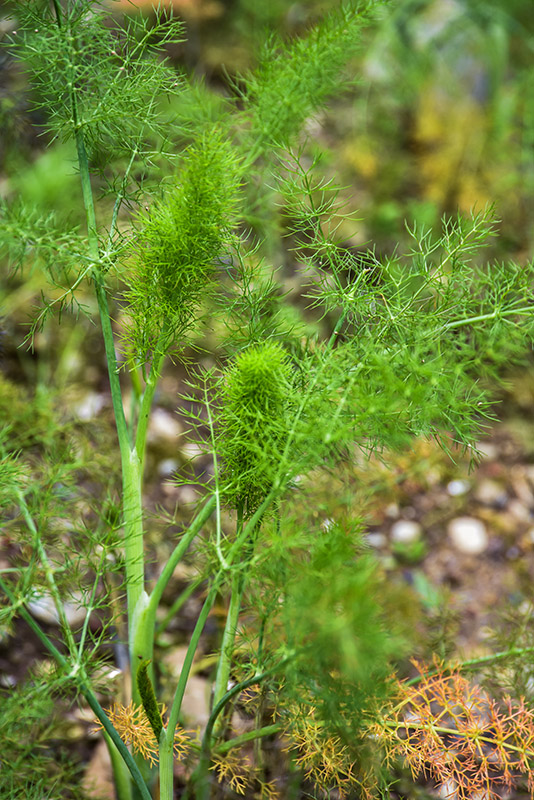 FOENICULUM VULGARE, FINOCCHIO SELVATICO, FENNEL, APIACEAE, MEDITERRANEO - 4464
