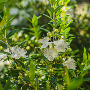 MIRTO – FIORI – MYRTACEAE – 6359