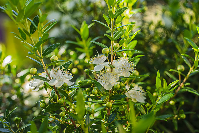 MIRTO – FIORI – MYRTACEAE – 6359 - immagine 1