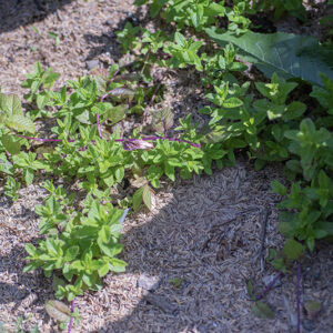 MENTA HIERBABUENA - LAMIACEAE - 4628