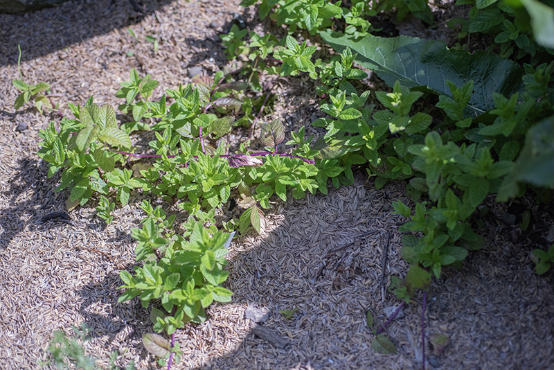MENTA HIERBABUENA - LAMIACEAE - 4628 - immagine 1