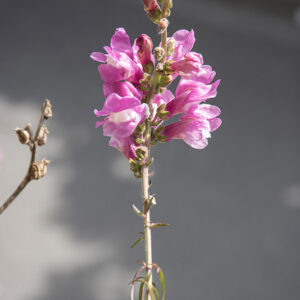 ANTIRRHINUM MAJUS - BOCCA DI LEONE - PLANTAGINACEAE - 4688
