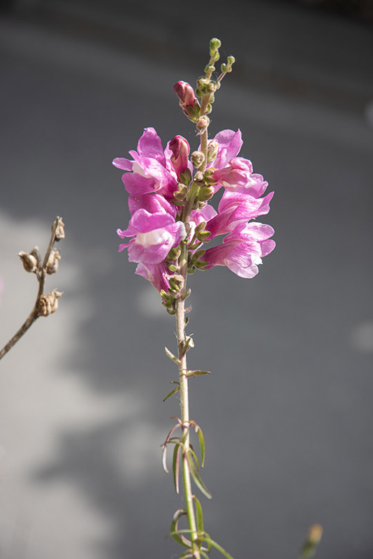 ANTIRRHINUM MAJUS - BOCCA DI LEONE - PLANTAGINACEAE - 4688