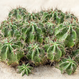 FEROCACTUS ROBUSTUS - CACTACEAE - 1227