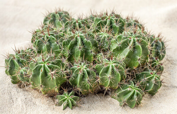 FEROCACTUS ROBUSTUS - CACTACEAE - 1227