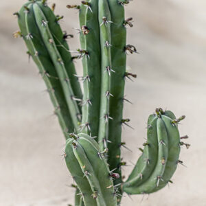 MYRTILLOCACTUS GEOMETRIZANS - CACTACEAE - 1224