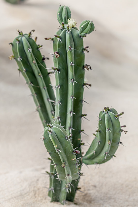MYRTILLOCACTUS GEOMETRIZANS - CACTACEAE - 1224