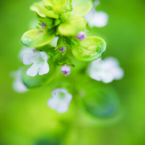 VERONICA SERPYLLIFOLIA - PLANTAGINACEAE - 5632