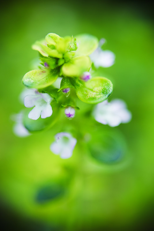 VERONICA SERPYLLIFOLIA - PLANTAGINACEAE - 5632