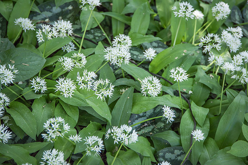 ALLIUM URSINUM , AGLIO ORSINO, LILIACEAE - 7195 - immagine 1