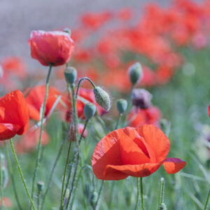 PAPAVER, PAPAVERO, PAPAVERACEAE - 0524