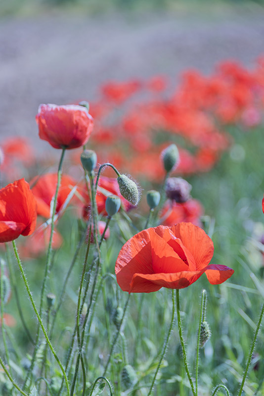 PAPAVER, PAPAVERO, PAPAVERACEAE - 0524