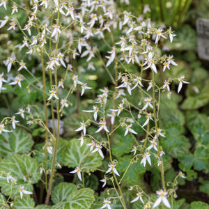 SAXIFRAGA STOLONIFERA, SAXIFRAGACEAE - 1666