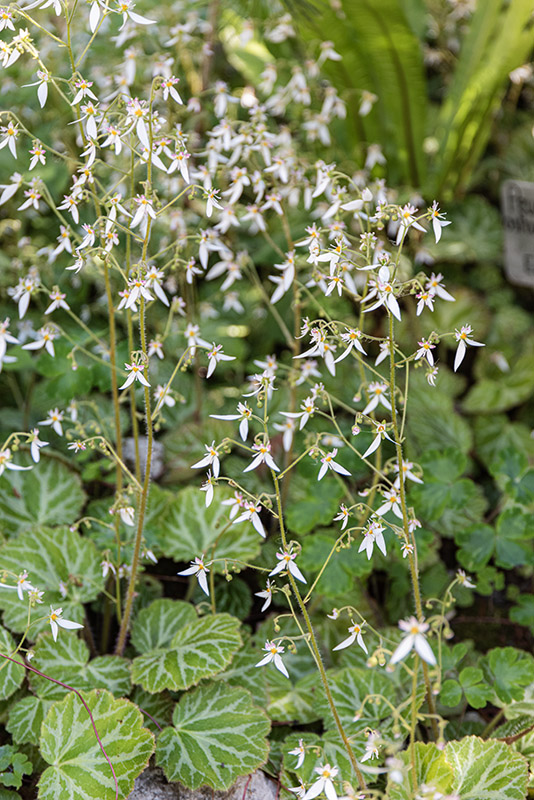 SAXIFRAGA STOLONIFERA, SAXIFRAGACEAE - 1666