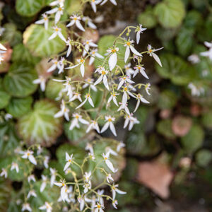 SAXIFRAGA STOLONIFERA, SAXIFRAGACEAE - 1667