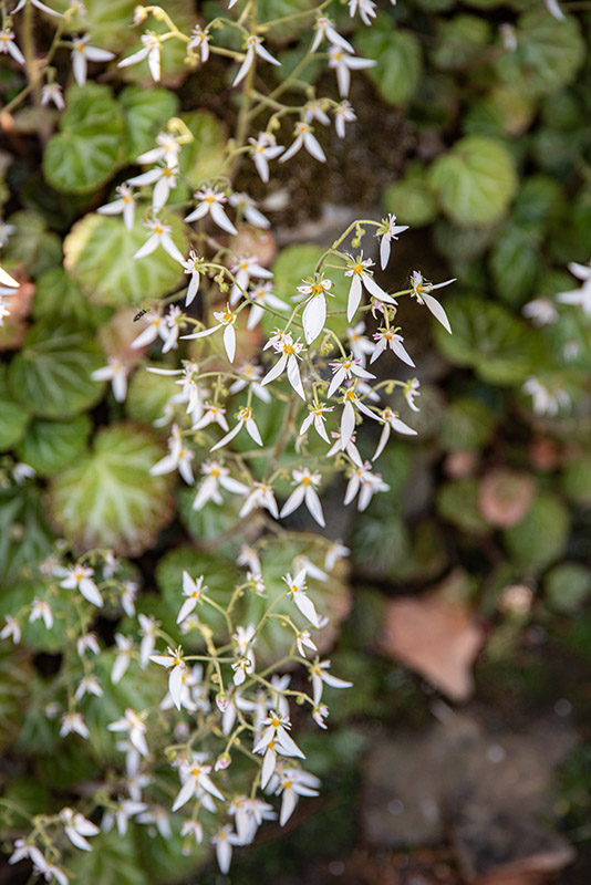 SAXIFRAGA STOLONIFERA, SAXIFRAGACEAE - 1667