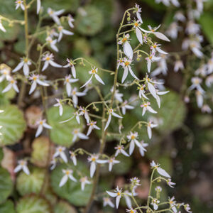 SAXIFRAGA STOLONIFERA, SAXIFRAGACEAE - 1668