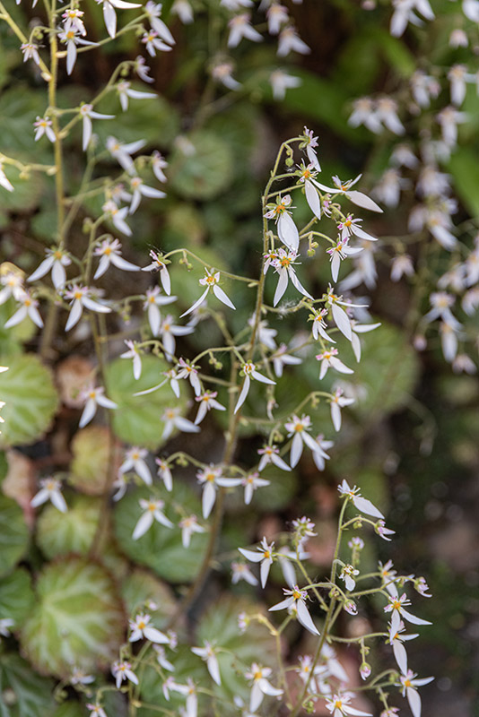 SAXIFRAGA STOLONIFERA, SAXIFRAGACEAE - 1668