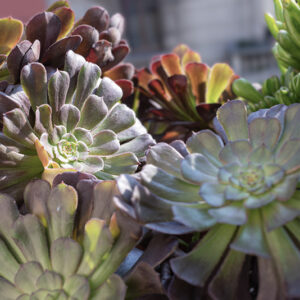 AEONIUM ARBOREUM, CRASSULACEAE - 0486