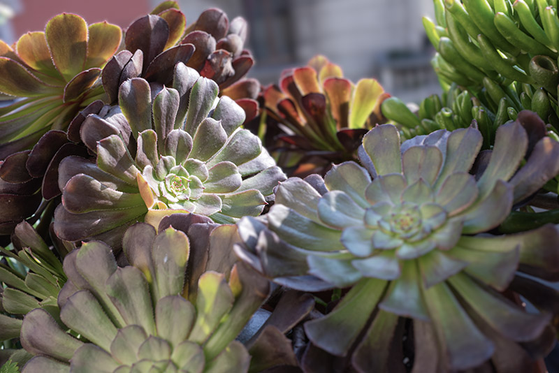 AEONIUM ARBOREUM, CRASSULACEAE - 0486 - immagine 1