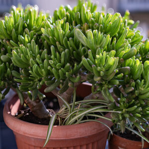 CRASSULA OVATA 'HOBBIT', CRASSULACEAE - 0487