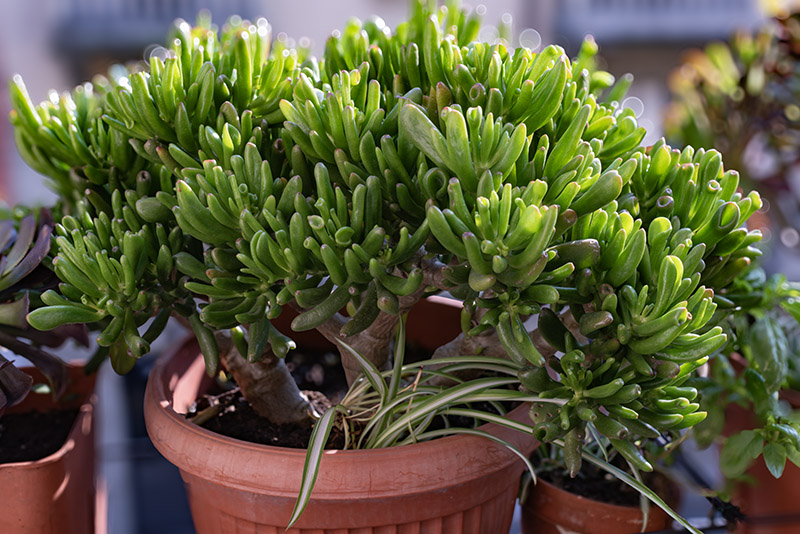 CRASSULA OVATA 