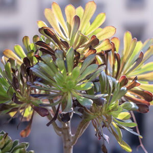 AEONIUM ARBOREUM, CRASSULACEAE - 0488