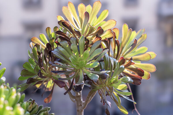AEONIUM ARBOREUM, CRASSULACEAE - 0488