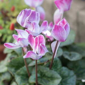 CYCLAMEN - PRIMULACEAE - 0489